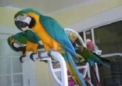 Pair of Blue & Gold Macaws