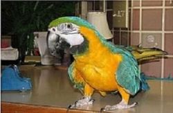 Affectionate Macaw Parrot for rehoming
