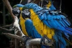 Beautiful Male and Female macaw parrots