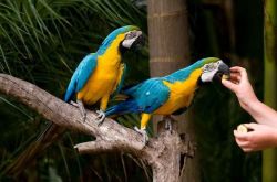 blue and gold macaw birds with cage