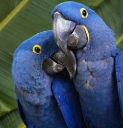 Beautiful and talking Macaw parrots