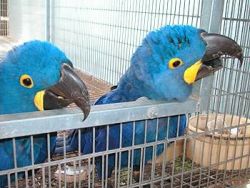 Lovely and cutes Macaw parrots