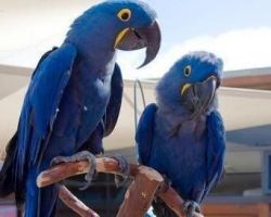 Blue and gold Macaw parrots for adoption