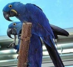 We have available healthy Macaw parrots