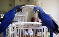 Beautiful Blue Macaws for a new home