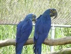 Male and female Blue Macaw parrots
