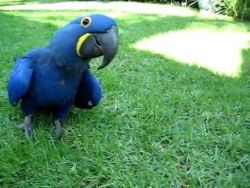 Blue Macaw parrots ready for a new home