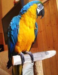 Blue N Gold Macaw Female Inc Cage N Toys