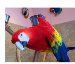 Scarlet Macaw Parrots well handled for sale
