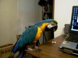 Talking Hahns Macaw for free adoption