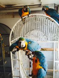 Pair Of Tamed Blue And Gold Macaws Parrots