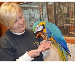 , Blue And Gold Macaw Parrots Available