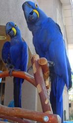 Awesome Hyacinth Macaw Parrots