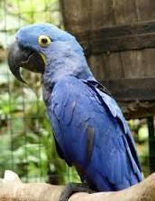 Tamed Hyacinth macaw parrots