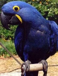 Hyacinth Macaw Parrots for Adoption