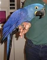 Lovely Hyacinth Macaw Parrots for adoption