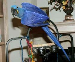 Tamed and talking Hyacinth Macaw parrots