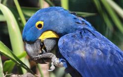 Pretty Hyacinth Macaw Parrots