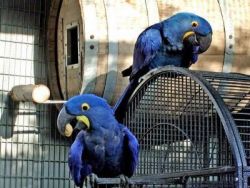 Hyacinth macaw Parrots