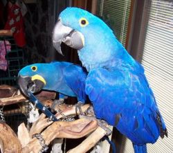 A pair of hand raised Hyacinth macaw parrots