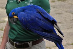 Hand-fed Hyacinth Macaw Parrots