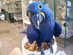 Hyacinth Macaw Now Available
