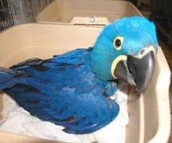 Hyacinth macaw Parrots For re homing