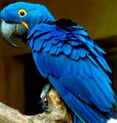 Talking and Singing Hyacinth Macaw Parrots