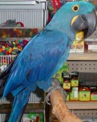 Friendly male and female Hyacinth Macaw Parrots