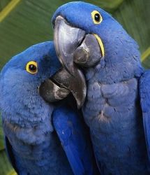 Lovely male and female Hyacinth Macaw Available