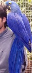 Hyacinth Macaw Parrots for you