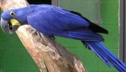 Hyacinth Macaw Parrots Ready To Go