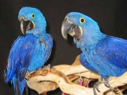 Playful Hyacinth Macaw Parrots