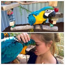Hyacinth macaws and blue/gold macaw parrots