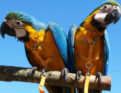 Talking Pair Of Blue & Gold Macaw Parrots
