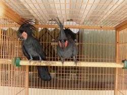 Goliath Palm Parrots Available for good homes