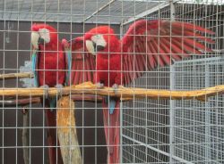 Gorgeous Pair Nesting Green Wing Macaw Parrots.