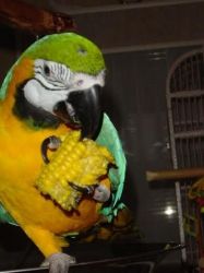 Blue & Gold Macaw For Adoption
