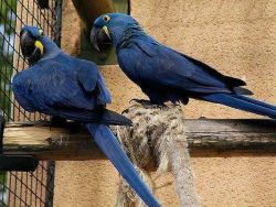 Hyacinth Macaw Parrots Male & Female