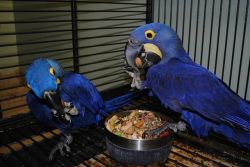 Blue Hyacinth Macaw Parrots For Sale !!