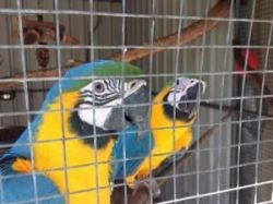 Pair of Blue & Gold Macaws
