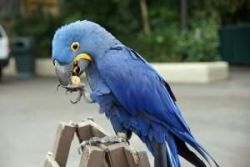 2 Hyacinth Macaw Birds For Caring Home Only