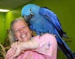 Two adorable hyacinth macaw parrotsâ€ for sale