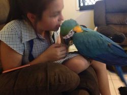 Blue And Gold Macaw Parrots..(xxx) xxx-xxx0