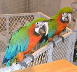 Beautiful Hand Raised Harlequin Macaws For Sale