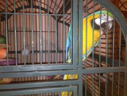 Blue & Gold Macaw Parrots
