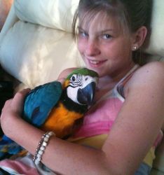 2 Macaw Parrots Available(xxx) xxx-xxx7