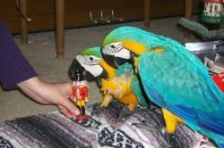 Bonded Pair Of Blue & Gold Macaw Parrots For Sale