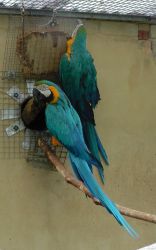 Tame Blue And Gold Macaw Parrots For Sale