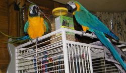 Blue & Gold Macaws Ready To A Good Home